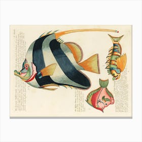 Colourful And Surreal Illustrations Of Fishes Found In Moluccas (Indonesia) And The East Indies, Louis Renard(82) Canvas Print