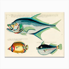 Colourful And Surreal Illustrations Of Fishes Found In Moluccas (Indonesia) And The East Indies, Louis Renard(94) Canvas Print