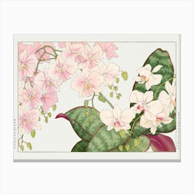 Orchids Canvas Print