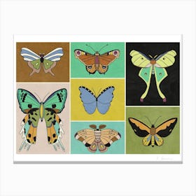 Butterflies Canvas Print