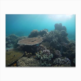 Coral Reef Canvas Print