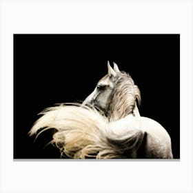 Horsetail in motion - Ardennes Belgian horse photo print - moody animal photography art Canvas Print