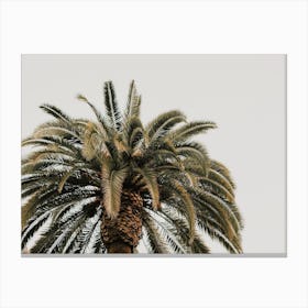 Spain Palm Tree Canvas Print