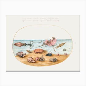 Argonaut, Squid, Hermit Crabs, Shells And Crab (1575–1580), Joris Hoefnagel Canvas Print