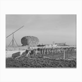 Untitled Photo, Possibly Related To Dairy Cattle On Farm On Black Canyon Project, Canyon County, Idaho By Russell Lee Canvas Print