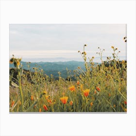 Poppy Flower Field Canvas Print