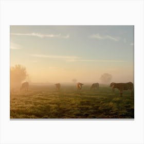 Sunrise In The Field With The Cows Canvas Print