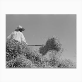Untitled Photo, Possibly Related To Pitching Bundles Of Rice Into Thresher, Near Crowley, Louisiana By Russell Lee Canvas Print