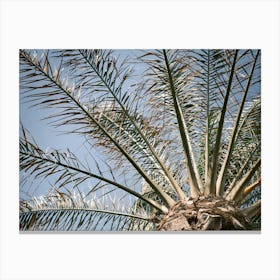 Palm // Ibiza Nature & Travel Photography Canvas Print