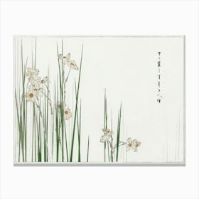 Jonquil Illustration From Bijutsu Sekai (1893 1896), Watanabe Seitei Canvas Print