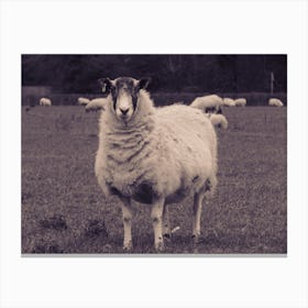 Sheep In A Field 1 Canvas Print