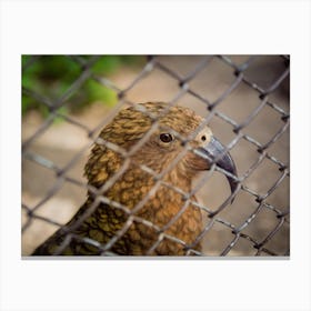 Bird In Cage Canvas Print