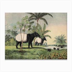 Vintage Kolb 1 Tafel 19 Tapir Indisch Canvas Print