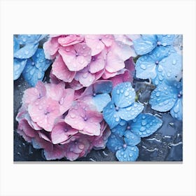 Pink And Blue Hydrangeas Canvas Print