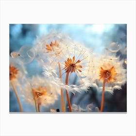 Dandelion 24 Canvas Print