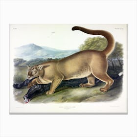 Cougar, John James Audubon Canvas Print