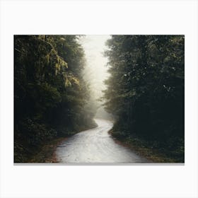 Redwoods Forest Road - National Park Canvas Print