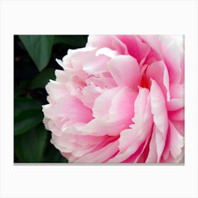 Pink Peony Flower Canvas Print