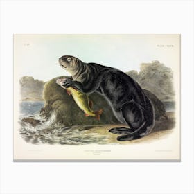 Sea Otter, John James Audubon Canvas Print