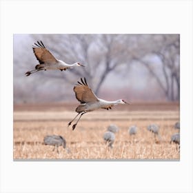 Sandhill Crane Taking Flight Canvas Print