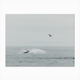 The whale splash and the bird | Ocean life | United States of America Canvas Print