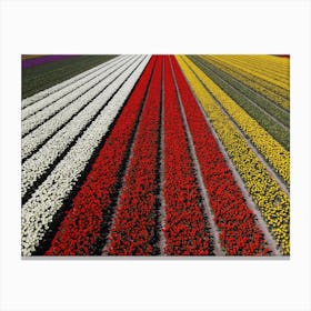 Tulip Fields, Netherlands Canvas Print