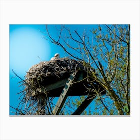Stork In Nest 20200301 31rt1ppub Canvas Print