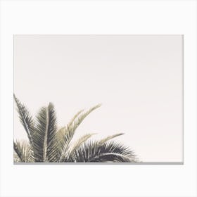 Palm Tree Top Canvas Print