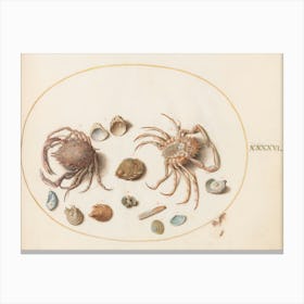 Animalia Aqvatilia Et Cochiliata (1575 1580), Joris Hoefnagel (5) Canvas Print