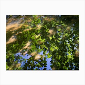 Reflection of green maple leaves in water Canvas Print