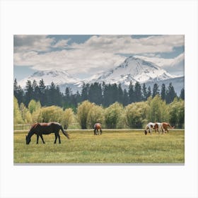 Horses In Pasture Canvas Print
