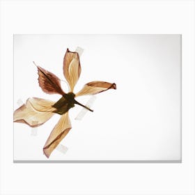 Flower In Flight Canvas Print