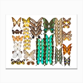 Collection Of Butterflies Landscape Canvas Print