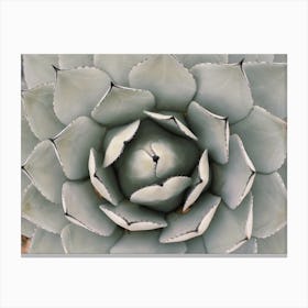 Green Agave Plant Canvas Print