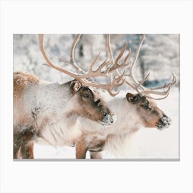 Reindeer Team Canvas Print