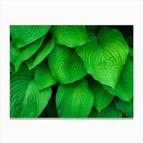 Hosta Leaves Green Canvas Print