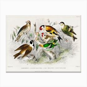 Lesser Redpole, Goldfinch Male & Female, Siskin, Reed Bunting, And Golden Crested Wren, Oliver Goldsmith Canvas Print