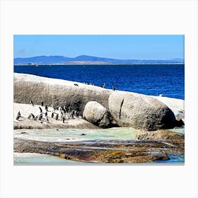 Penguins On Rocks (Africa Series) Canvas Print
