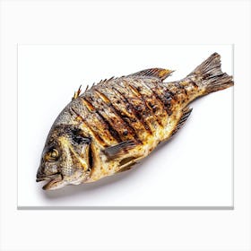 Grilled Fish Isolated On White Background Canvas Print