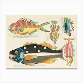 Colourful And Surreal Illustrations Of Fishes Found In Moluccas (Indonesia) And The East Indies, Louis Renard(85) Canvas Print