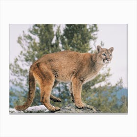 Mountain Lion Canvas Print