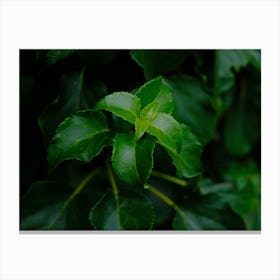 Green Leafs // Nature Photography  Canvas Print