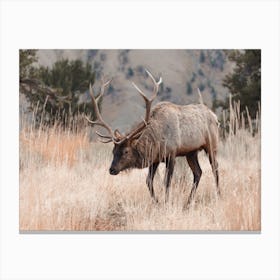 Elk In Mountain Meadow Canvas Print