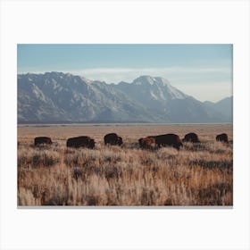 Wyoming Bison Herd Canvas Print