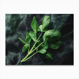 Fresh Basil Canvas Print