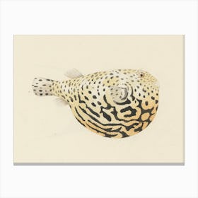 Unidentified Fish, Luigi Balugani 6 Canvas Print