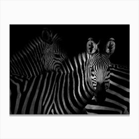 Three Zebras Canvas Print