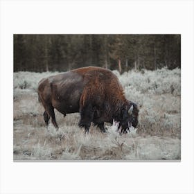 Wyoming Bison Canvas Print