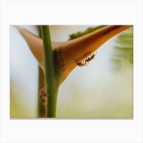 Ant On A Plant Canvas Print