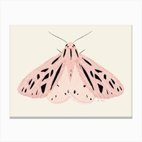 Pink Moth Canvas Print